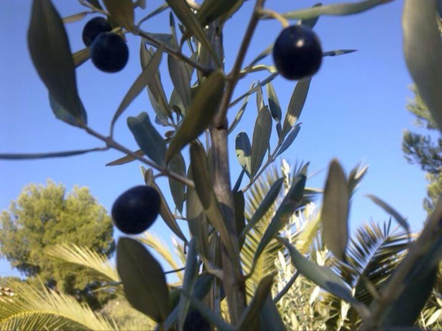 Apartmán Les Amandiers Draguignan Exteriér fotografie